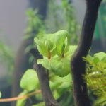植栽から1日目　ロタラsp.　レインボー